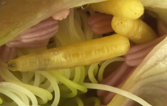 Rare and Damaging Fruit Fly Larvae Intercepted by Customs at Detroit Metro Airport