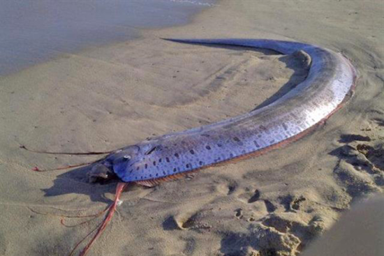 Rare Oarfish Discovered on the Shores of Encinitas Provides Fresh Insights for Scripps Researchers