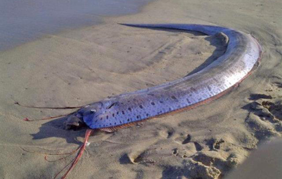 Rare Oarfish Discovered on the Shores of Encinitas Provides Fresh Insights for Scripps Researchers