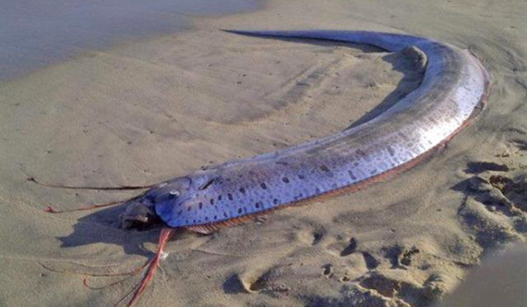 Rare Oarfish Discovered on the Shores of Encinitas Provides Fresh Insights for Scripps Researchers