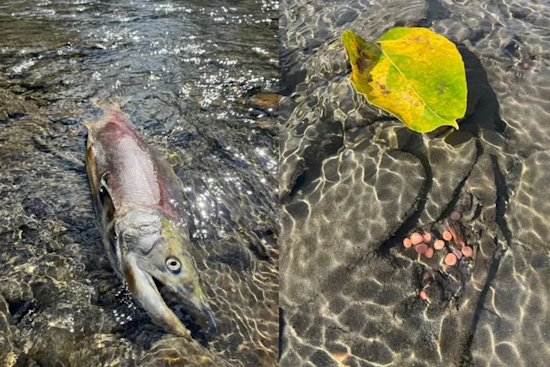 Record-Smashing Sockeye Salmon Returns Revitalize North Central Washington Fisheries