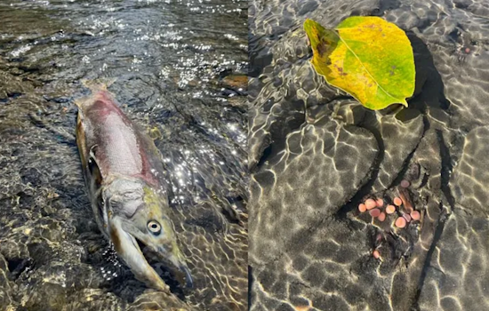 Record-Smashing Sockeye Salmon Returns Revitalize North Central Washington Fisheries