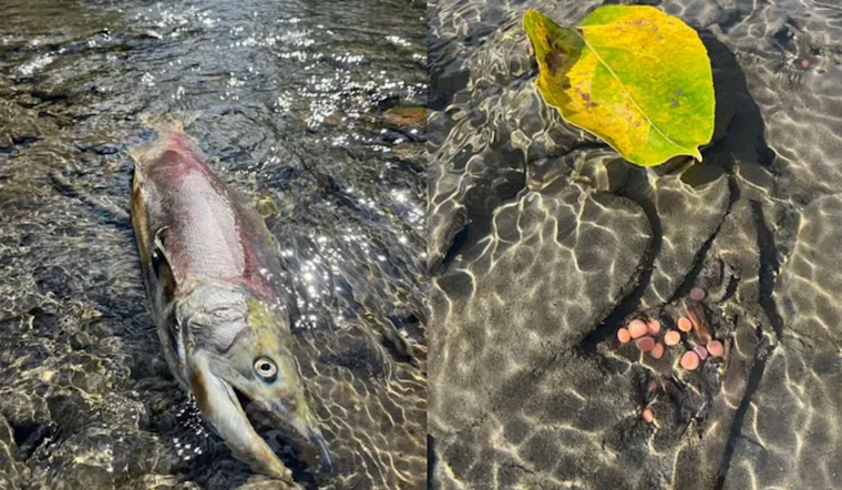 Record-Smashing Sockeye Salmon Returns Revitalize North Central Washington Fisheries