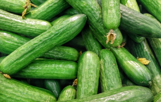 Salmonella Concerns Prompt Recall of SunFed Cucumbers Across 26 U.S. States and Canada
