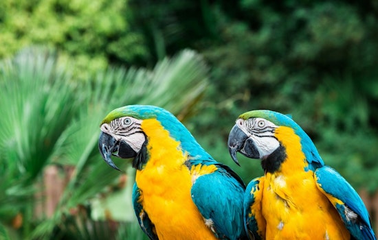 San Gabriel Valley Shaken by String of Wild Parrot Shootings, Local Rehab Centers Overwhelmed