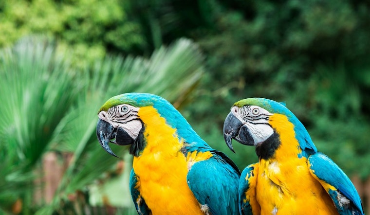 San Gabriel Valley Shaken by String of Wild Parrot Shootings, Local Rehab Centers Overwhelmed