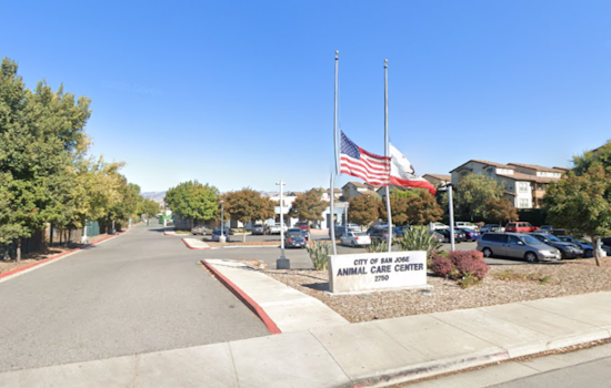 San Jose Animal Care Center Faces Scrutiny Over Poor Conditions and Mismanagement, Audit Reveals