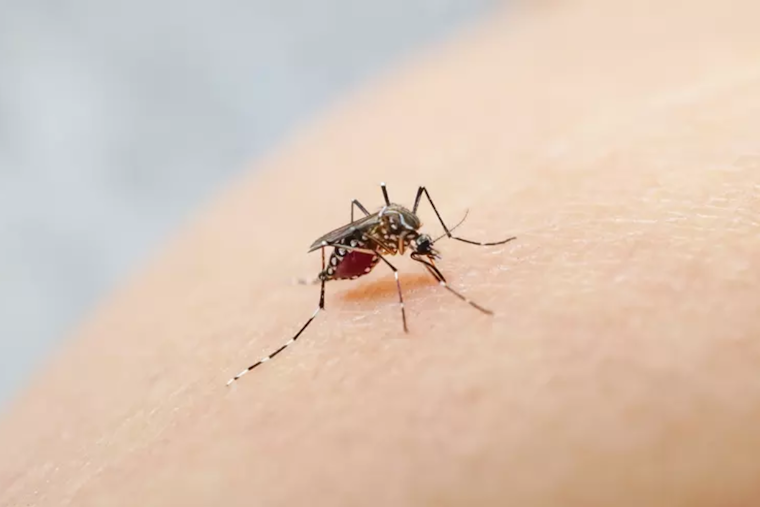 San Jose Battling Invasive Mosquito Spread as Santa Clara County Ramps up Containment Efforts