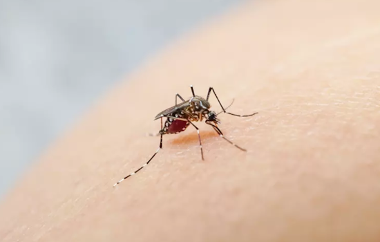 San Jose Battling Invasive Mosquito Spread as Santa Clara County Ramps up Containment Efforts