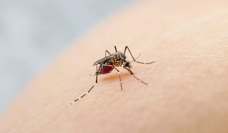 San Jose Battling Invasive Mosquito Spread as Santa Clara County Ramps up Containment Efforts