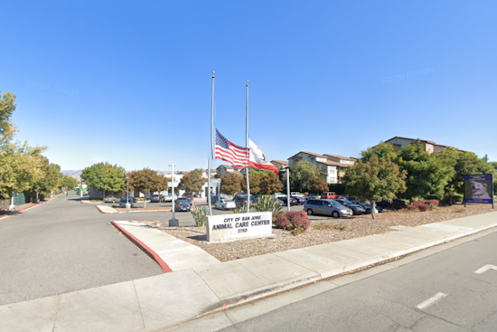San José Partners with Pets for Patriots to Match Veterans with Overlooked Shelter Animals