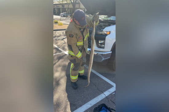 Scottsdale Fire Department Rescues Boa Constrictor from Under Truck, Phoenix Sanctuary Aids in Recovery