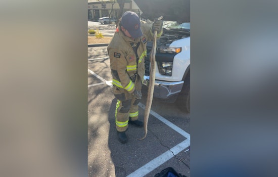 Scottsdale Fire Department Rescues Boa Constrictor from Under Truck, Phoenix Sanctuary Aids in Recovery
