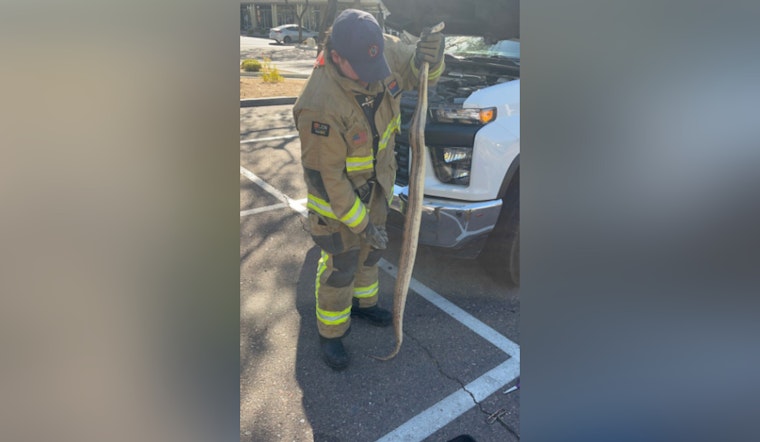Scottsdale Fire Department Rescues Boa Constrictor from Under Truck, Phoenix Sanctuary Aids in Recovery
