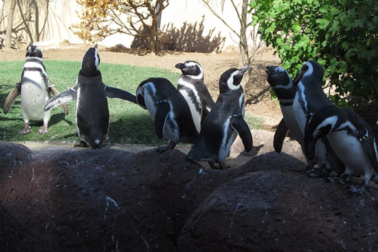 SeaWorld San Diego Celebrates 40th Birthday of 'Best Friend' the Penguin, Showcasing Exceptional Care and Longevity