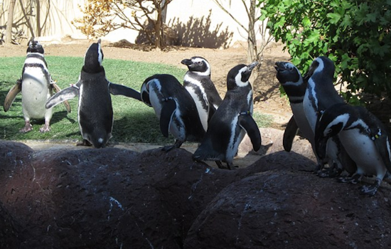 SeaWorld San Diego Celebrates 40th Birthday of 'Best Friend' the Penguin, Showcasing Exceptional Care and Longevity