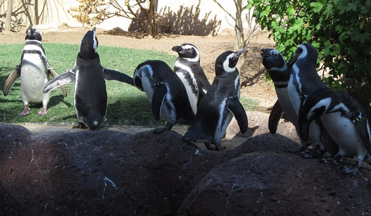 SeaWorld San Diego Celebrates 40th Birthday of 'Best Friend' the Penguin, Showcasing Exceptional Care and Longevity