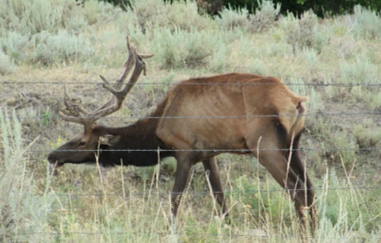 Second Case of Chronic Wasting Disease Detected in Spokane County, WDFW Implements New Hunting Regulations