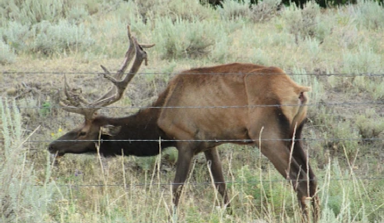 Second Case of Chronic Wasting Disease Detected in Spokane County, WDFW Implements New Hunting Regulations