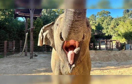 Smithsonian's National Zoo Mourns Loss of Kamala, An Iconic Asian Elephant, After Euthanasia Due to Osteoarthritis