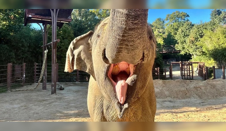 Smithsonian's National Zoo Mourns Loss of Kamala, An Iconic Asian Elephant, After Euthanasia Due to Osteoarthritis