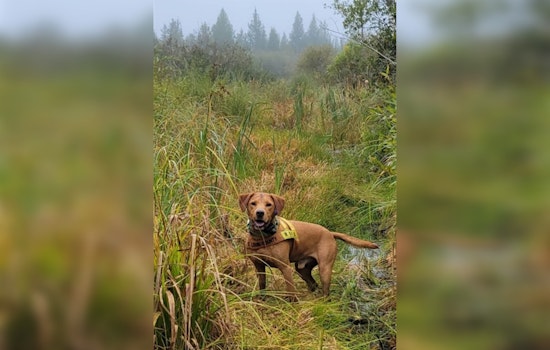 St. Louis County Honors SAR K9 Ted's Legacy Following His Passing from Bone Cancer