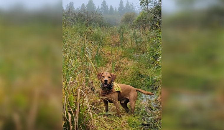 St. Louis County Honors SAR K9 Ted's Legacy Following His Passing from Bone Cancer