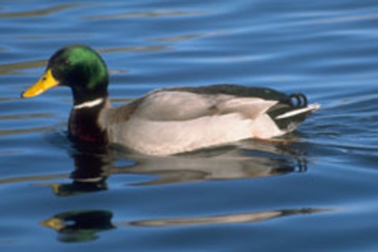 Stricter Wildlife Handling and Food Safety Practices Emphasized Amid Nationwide Concerns