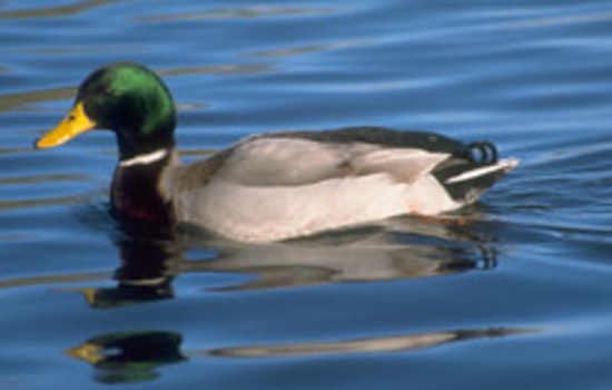Stricter Wildlife Handling and Food Safety Practices Emphasized Amid Nationwide Concerns