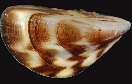 Study Links Zebra Mussel Invasion to Increased Mercury in Minnesota Lake Fish