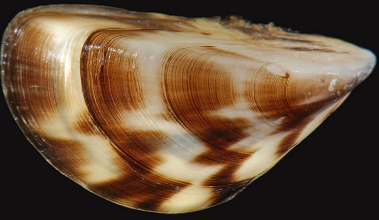 Study Links Zebra Mussel Invasion to Increased Mercury in Minnesota Lake Fish