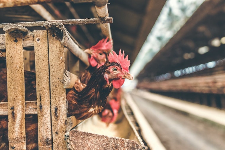 Suspected Avian Influenza Outbreak Provokes Alert in West Tennessee's Gibson County