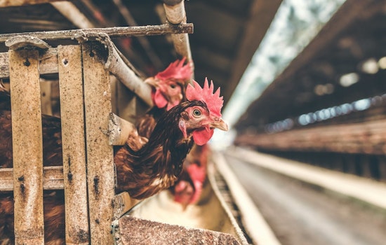 Suspected Avian Influenza Outbreak Provokes Alert in West Tennessee's Gibson County