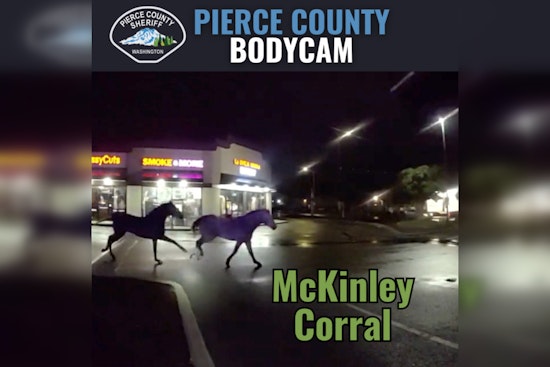 Tacoma Deputies Step up to Wrangle Loose Horses in McKinley Area, Ensuring Highway Safety