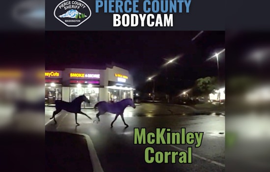 Tacoma Deputies Step up to Wrangle Loose Horses in McKinley Area, Ensuring Highway Safety