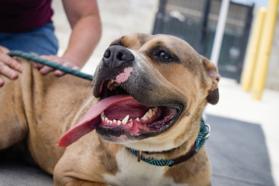 Tacoma Humane Society Waives Adoption Fees Amid Overcrowding Crisis