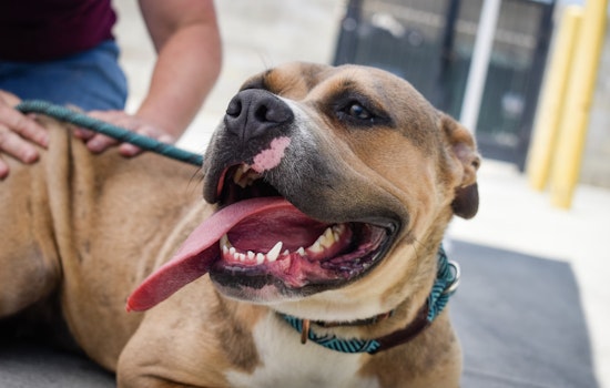 Tacoma Humane Society Waives Adoption Fees Amid Overcrowding Crisis