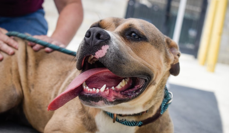 Tacoma Humane Society Waives Adoption Fees Amid Overcrowding Crisis