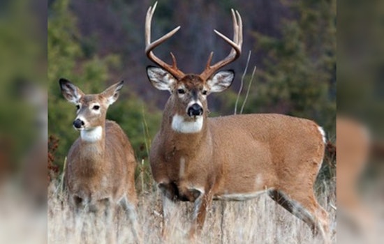 Tennessee's Annual Gun Deer Hunting Season Kicks Off November 23