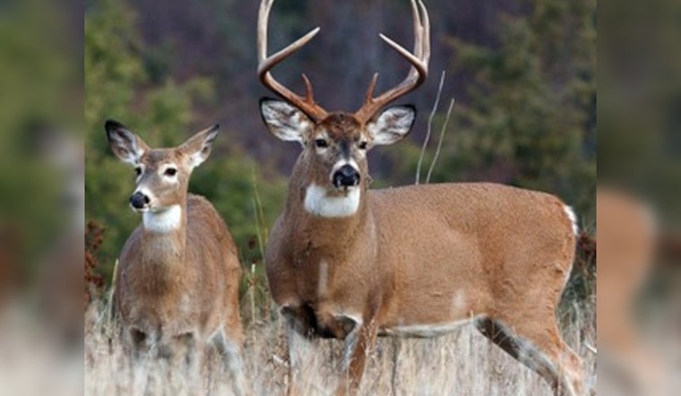 Tennessee's Annual Gun Deer Hunting Season Kicks Off November 23