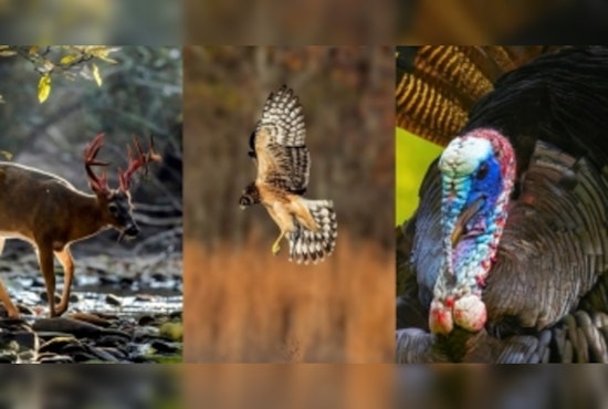 Tennessee Wildlife Resources Agency Launches Photo Contest for 2025-26 Calendar