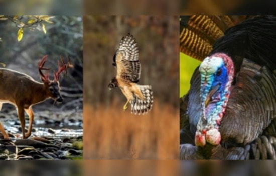 Tennessee Wildlife Resources Agency Launches Photo Contest for 2025-26 Calendar