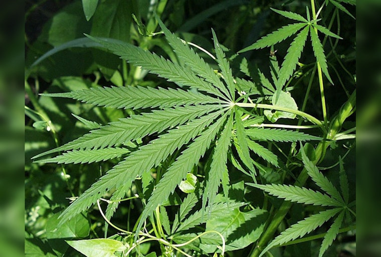 Texans in Dallas, Bastrop, and Lockhart Vote to Decriminalize Small Amount of Marijuana Despite State Prohibitions