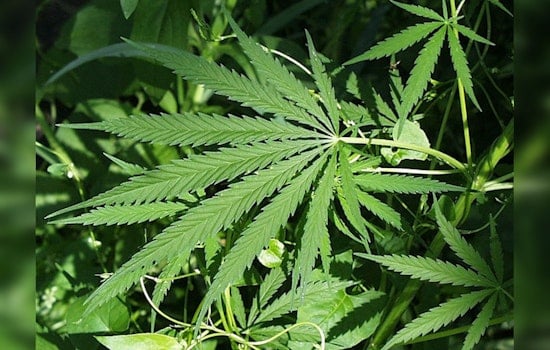 Texans in Dallas, Bastrop, and Lockhart Vote to Decriminalize Small Amount of Marijuana Despite State Prohibitions