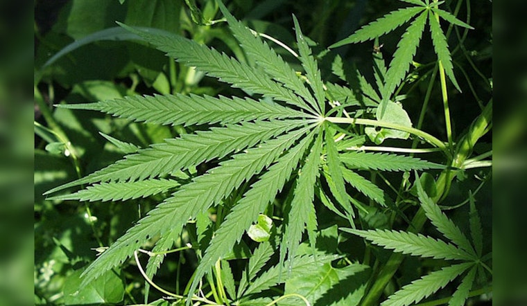 Texans in Dallas, Bastrop, and Lockhart Vote to Decriminalize Small Amount of Marijuana Despite State Prohibitions