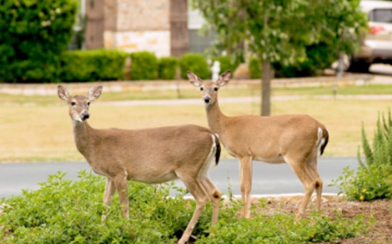 Texas Drivers Alerted to Increased Deer Activity as Whitetail Hunting Season Begins