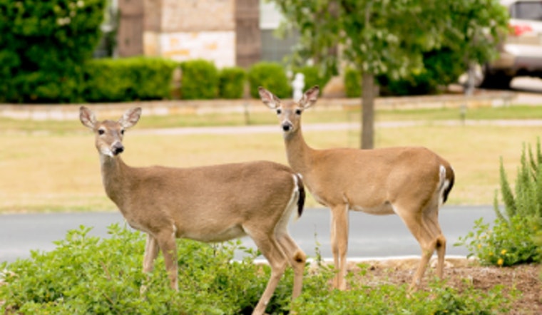 Texas Drivers Alerted to Increased Deer Activity as Whitetail Hunting Season Begins