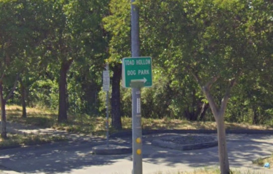 Toad Hollow Dog Park in Davis Reopens After Rain Closure, Muddy Paws Welcome