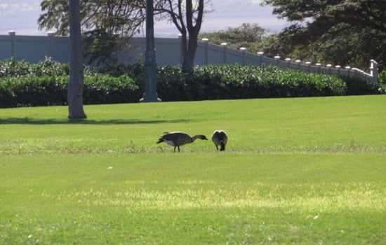 Tragic Fate for Endangered Nēnē Birds on Maui Roads Sparks Conservation Pleas