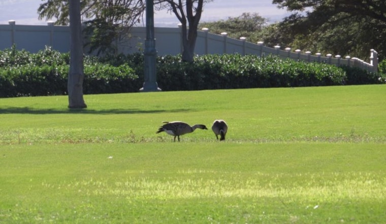 Tragic Fate for Endangered Nēnē Birds on Maui Roads Sparks Conservation Pleas